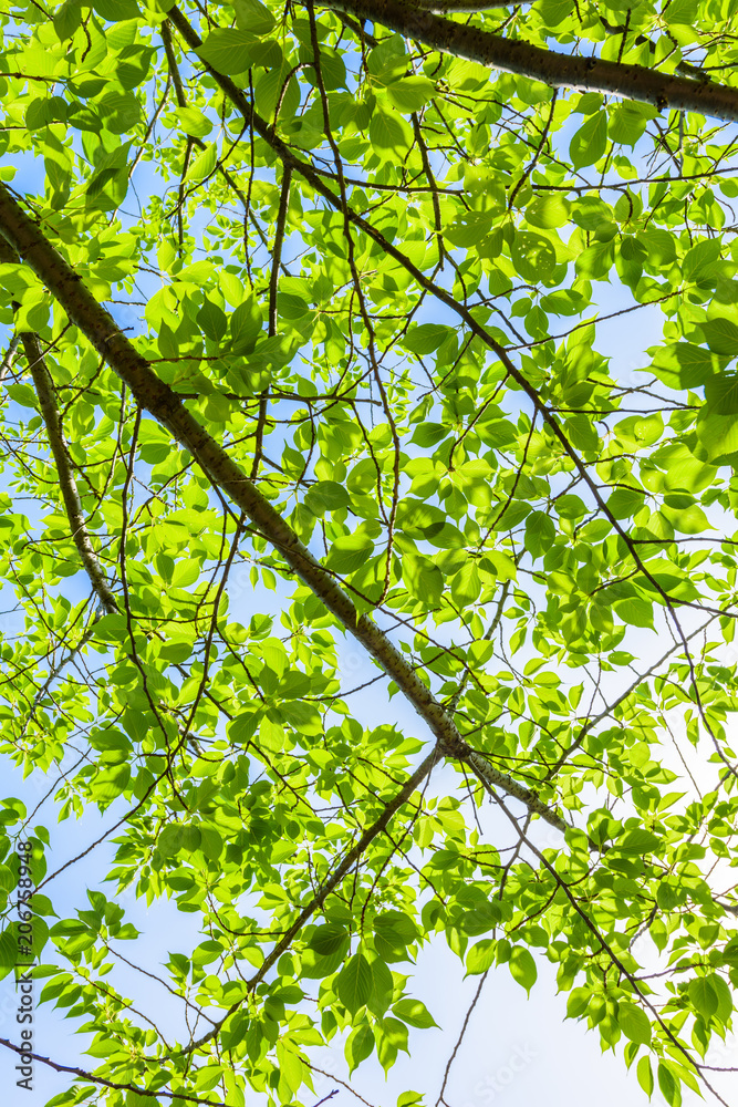 Fototapeta premium 新緑の葉 Fresh green leaves