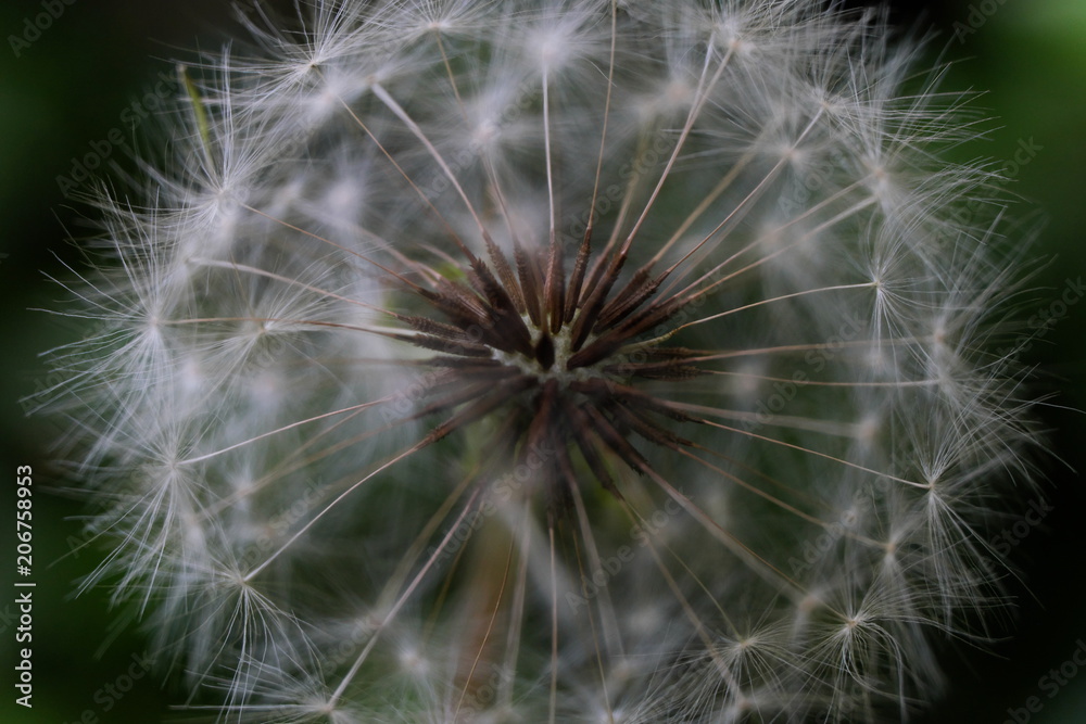 Obraz premium タンポポの綿毛
