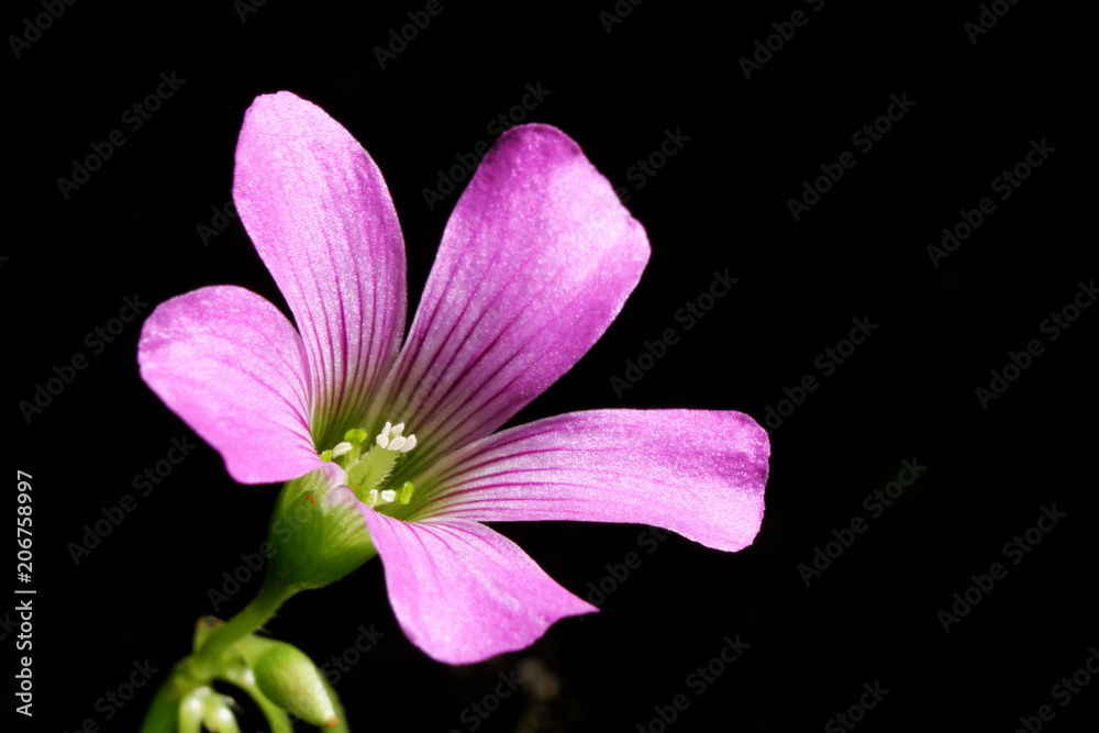 Obraz premium ムラサキカタバミの花