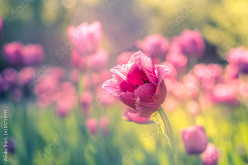 Pink fimbriated tulips