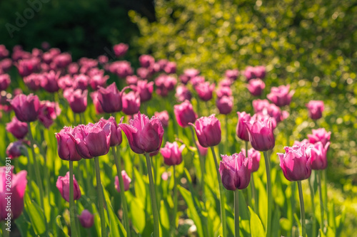 Fototapeta Naklejka Na Ścianę i Meble -  Pink fimbriated tulips