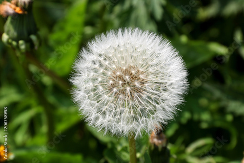 Fototapeta Naklejka Na Ścianę i Meble -  Dandelion Seed Head Close Up View