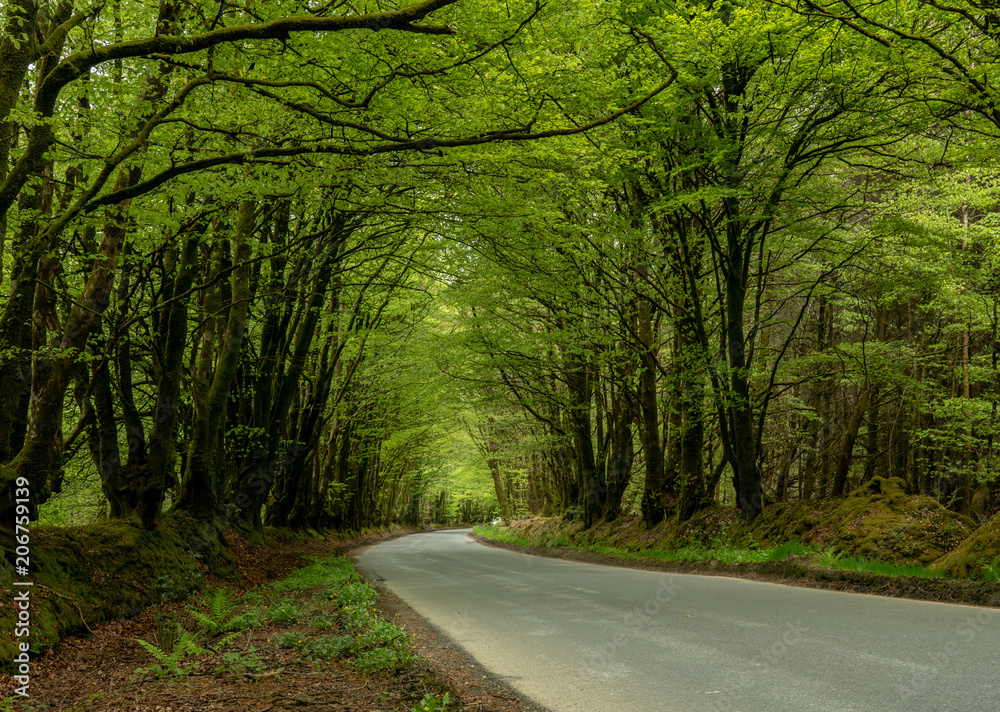 Fototapeta premium Narrow road between overhanging trees forming a tunnel