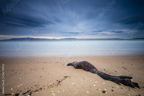 Beach and driftwood on east coast Tasmania during a long exposure photo