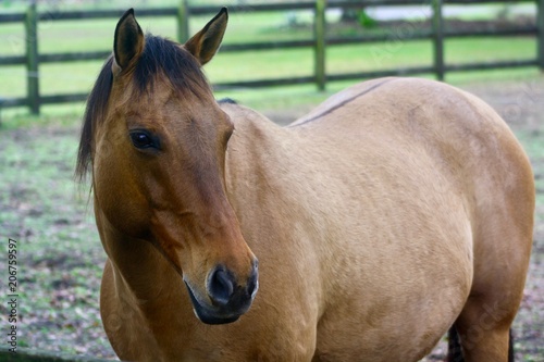 Cute Dun Quarter Horse 