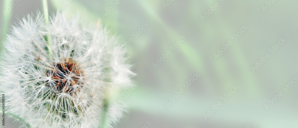 Naklejka premium Dandelion zamyka up na naturalnym tle. Kwiat mniszka lekarskiego na letniej łące
