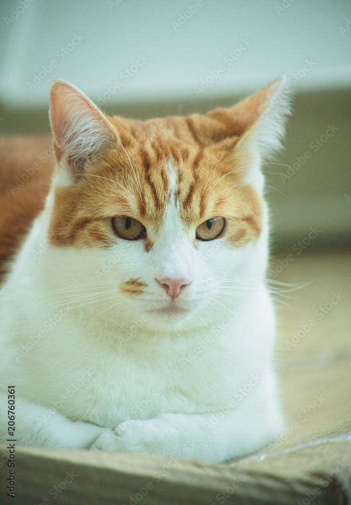Ginger Tomcat