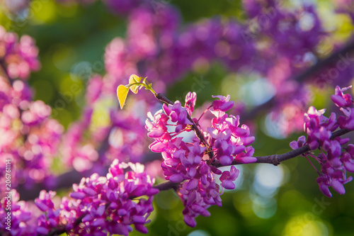 Eastern Redbud blossoms illuminated by morning sunlight; vibrant and showy magenta pink flowers covering a leafless branch