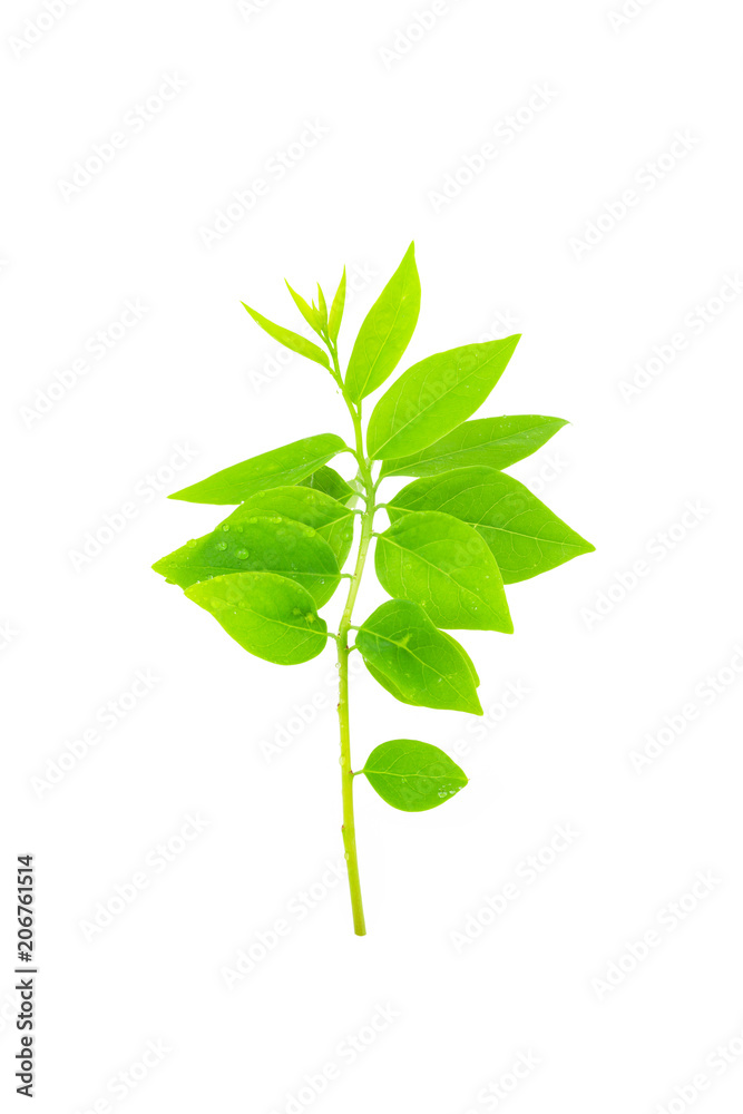 Star gooseberry leaf isolated on white background. Star gooseberry leaf isolated on white background.