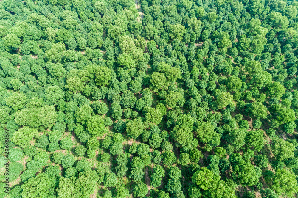 Aerial view of the green forest Aerial view of the green forest