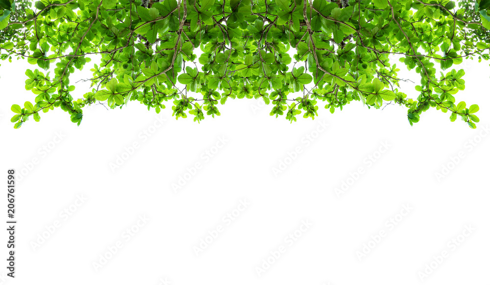 Green leaf branch tree frame on white background. Green leaf branch tree frame on white background.