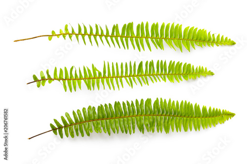 set of green fern leaves isolated on white background