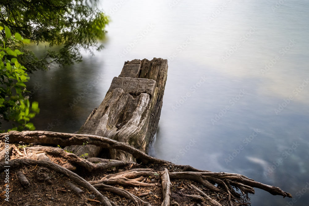 tree trunks near the lake with long exposure tree trunks near the lake with long exposure