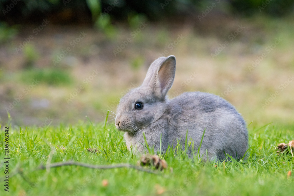 Fototapeta premium portrait of cute grey bunny resting on the green grass