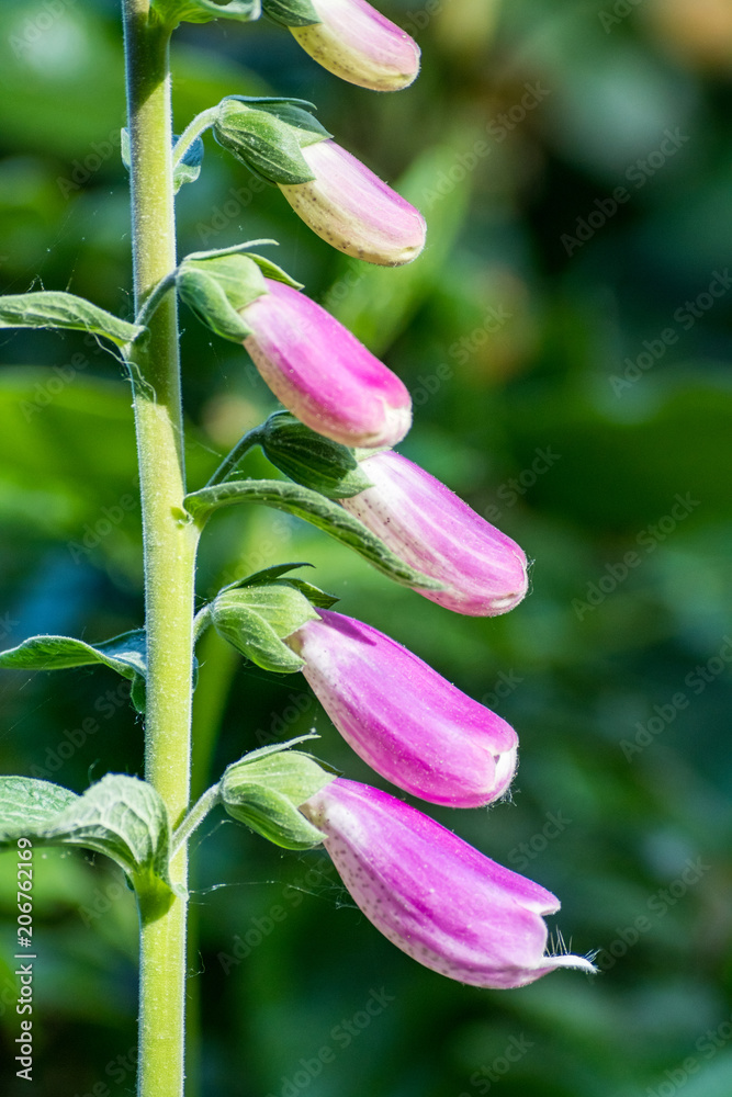 side of Foxgloves flower under the sun with green background side of Foxgloves flower under the sun with green background