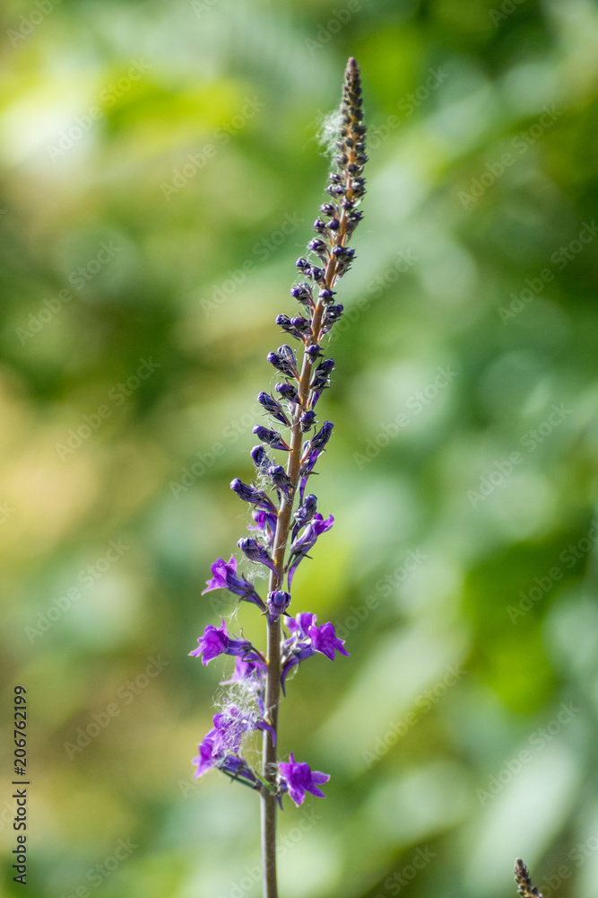thin lupin flower branch with creamy green background thin lupin flower branch with creamy green background