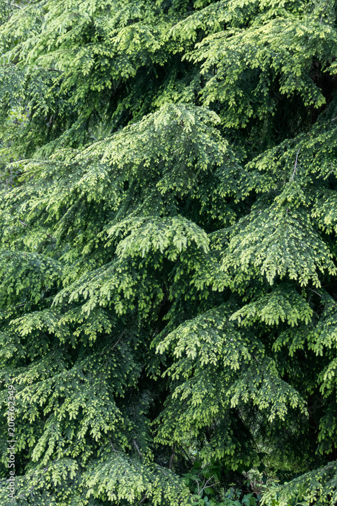 background texture of layered green pine tree leaves