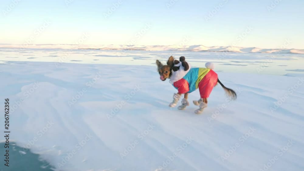 Toy Terrier in funny clothes and funny shoes plays with ball on beautiful ice in cracks. Mom and daughter in sports clothes and figure skates. Girls throw toy to dog. Doggy catches up favorite toy Toy Terrier in funny clothes and funny shoes plays with ball on beautiful ice in cracks. Mom and daughter in sports clothes and figure skates. Girls throw toy to dog. Doggy catches up favorite toy