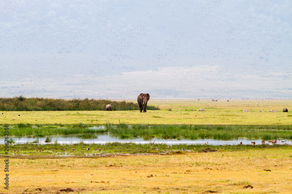 Ngorongoro Conservation Area Landscape and Wildlife