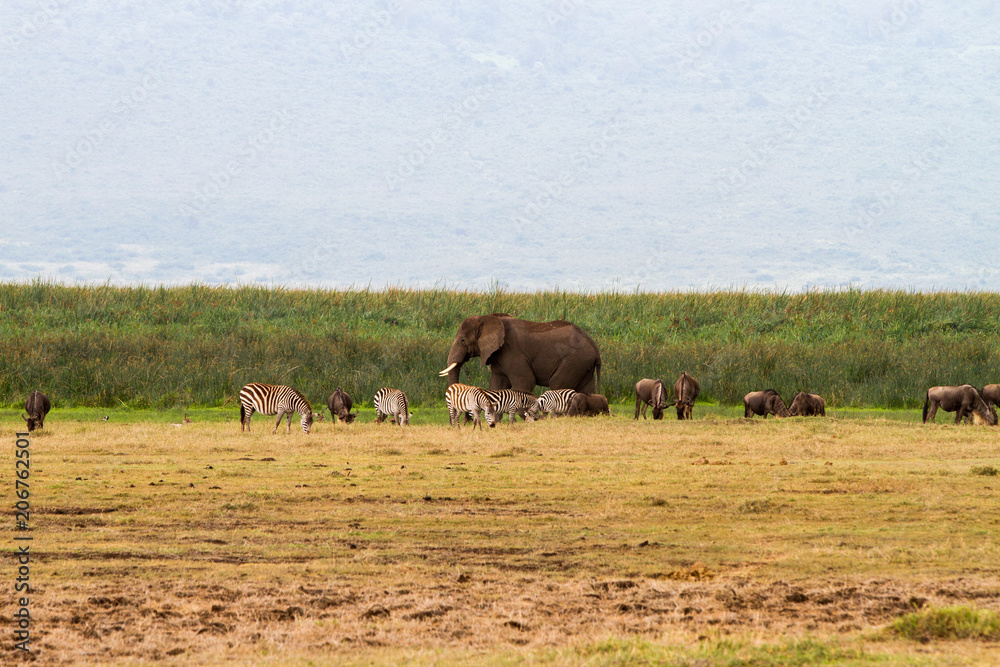 Fototapeta premium Ngorongoro Conservation Area Landscape and Wildlife