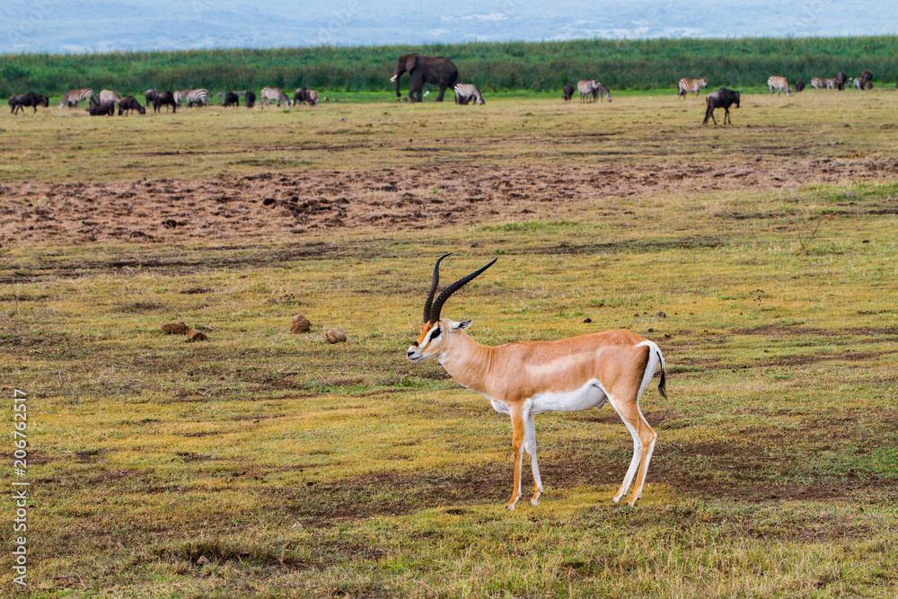 Ngorongoro Conservation Area Landscape and Wildlife Ngorongoro Conservation Area Landscape and Wildlife