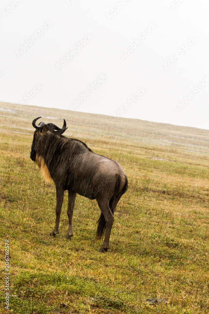 Blue wildebeest (Connochaetes taurinus), common, white-bearded wildebeest or brindled gnu, large antelope in Ngorongoro Conservation Area (NCA), Crater Highlands, Tanzania Blue wildebeest (Connochaetes taurinus), common, white-bearded wildebeest or brindled gnu, large antelope in Ngorongoro Conservation Area (NCA), Crater Highlands, Tanzania