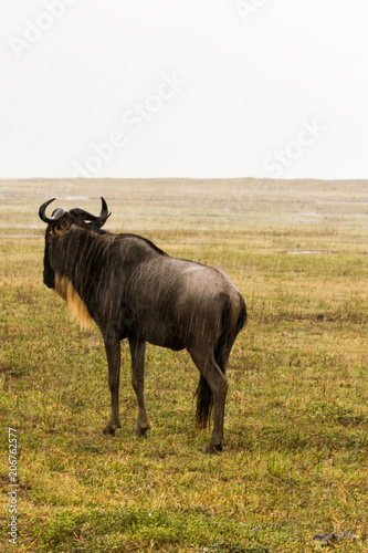 Blue wildebeest (Connochaetes taurinus), common, white-bearded wildebeest or brindled gnu, large antelope in Ngorongoro Conservation Area (NCA), Crater Highlands, Tanzania © anca enache