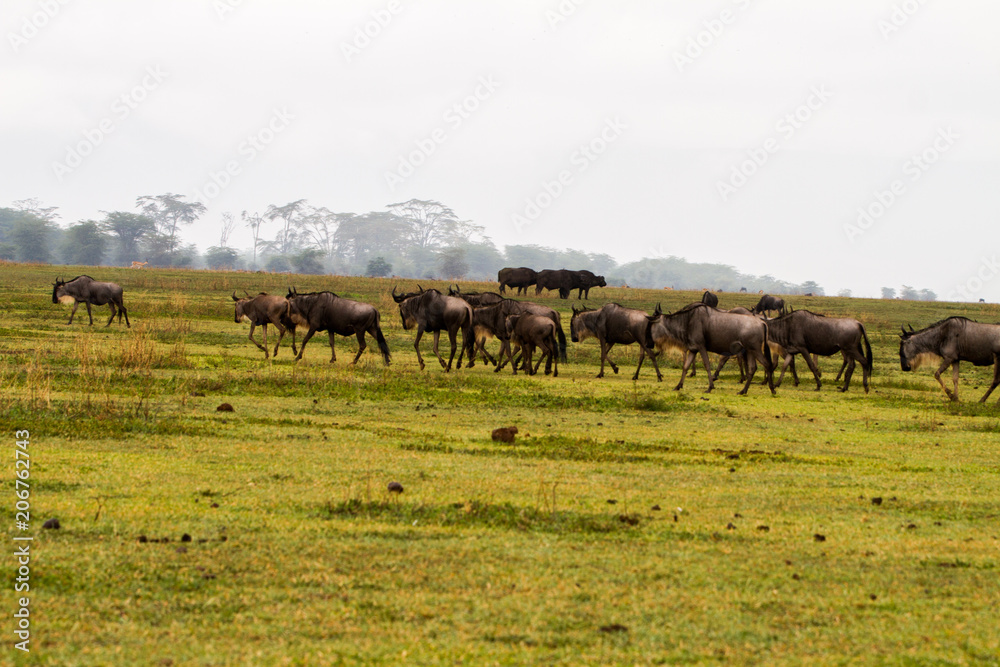 Field with zebras and blue wildebeest