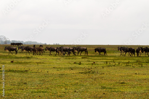 Field with zebras and blue wildebeest © anca enache