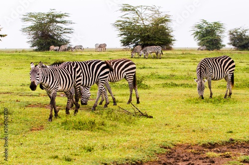 Zebra species of African equids  horse family  united by their distinctive black and white striped coats in Ngorongoro Conservation Area  NCA   Crater Highlands  Tanzania