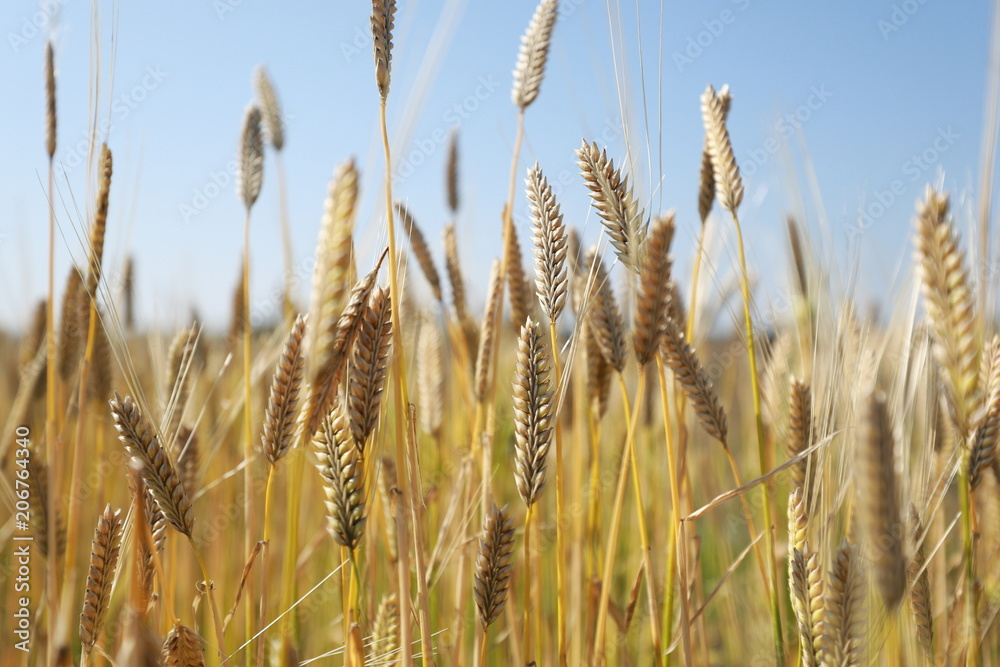 Fototapeta premium The scenery of barley fields in spring