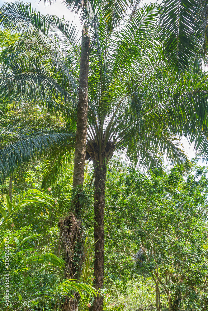 Beautiful nature in Brazil near Itacare city Beautiful nature in Brazil near Itacare city
