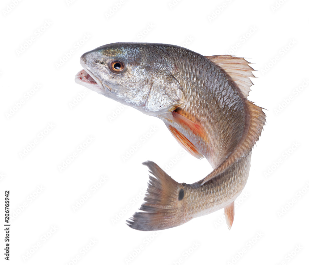Red Drum (Sciaenops ocellatus). Escaping fish. Isolated on white background - obrazy, fototapety, plakaty 