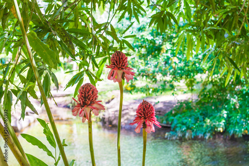 The etlingera exotic pink flower in nature photo