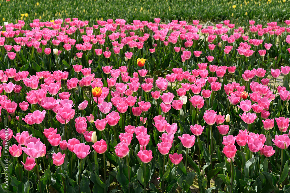 Vibrant photo of a bright colorful tulip field Vibrant photo of a bright colorful tulip field