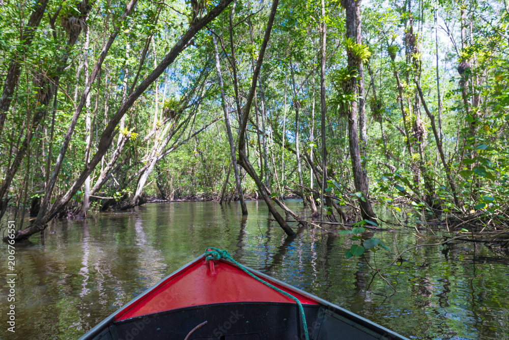 Fototapeta premium Canoe crossing a mangrove canal under trees