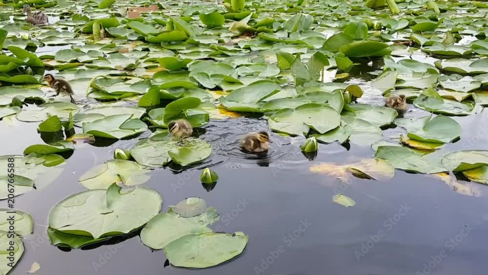 Young mallard ducks running on lotus leafs in Cheam Lake Wetlands Regional Park, Rosedale, British Columbia, Canada Young mallard ducks running on lotus leafs in Cheam Lake Wetlands Regional Park, Rosedale, British Columbia, Canada