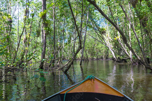Small boat sailing on mangroves green water