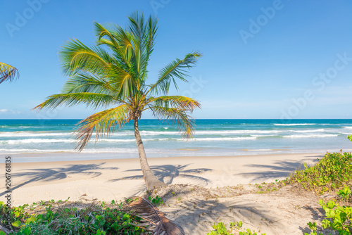 Rich beach vegetation in Itacare at the Bahia © vbjunior
