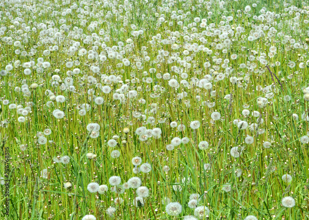 meadow with green grass and white dandelion flowers sunny day, beautiful bright natural summer (spring) landscape, countryside, bright colors of summer wildlife meadow with green grass and white dandelion flowers sunny day, beautiful bright natural summer (spring) landscape, countryside, bright colors of summer wildlife
