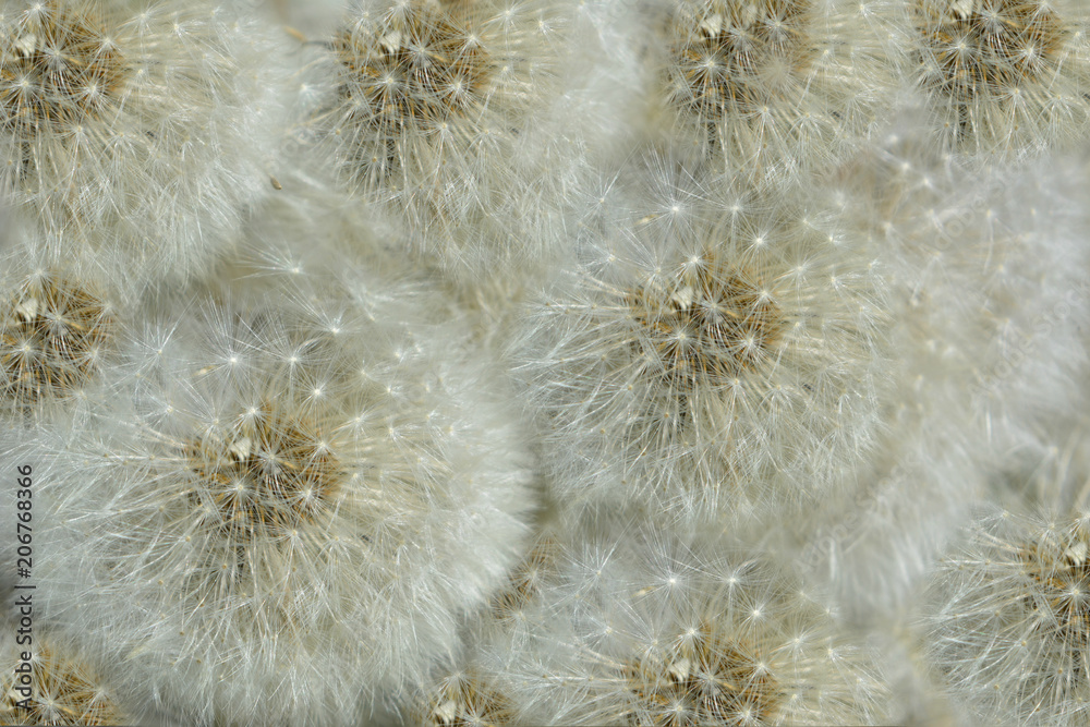 Obraz premium White fluffy shiny dandelion flowers isolated close-up. Macro .Beautiful summer (spring) natural floral texture, background. Wallpaper