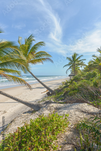 Fototapeta Naklejka Na Ścianę i Meble -  Rich beach vegetation in Itacare at the Bahia