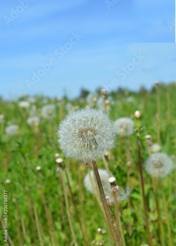vertical natural summer  spring  landscape  white fluffy dandelions on a meadow with green grass and blue sky sunny day  bright colorful nature  image of summer ease and carefree