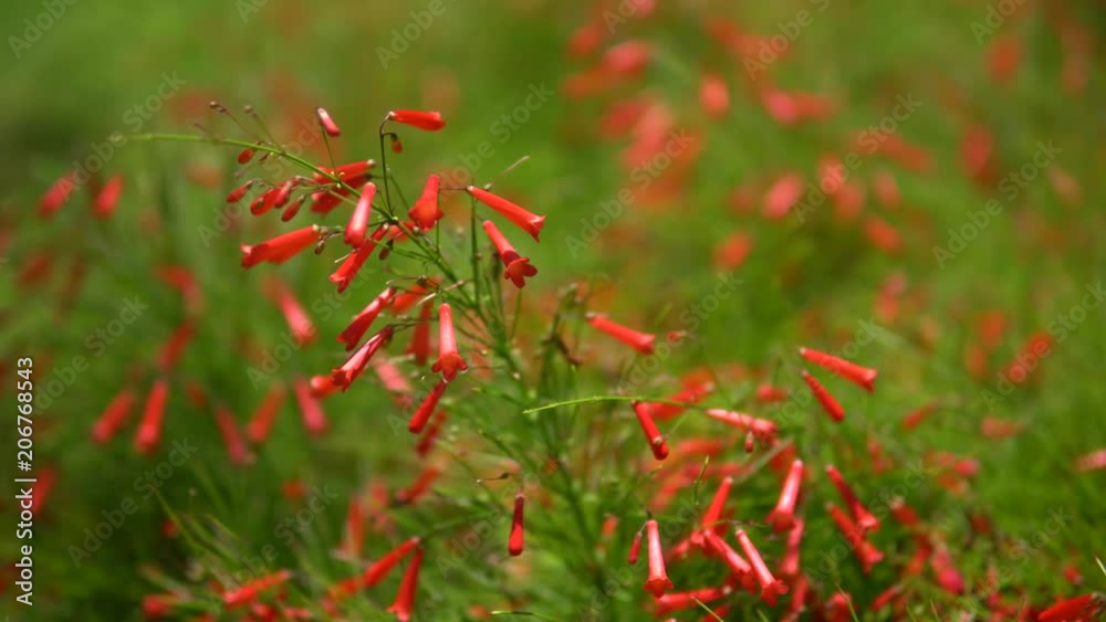 Close-up view of beautiful tropical flower of red color on green bush. Macro shot depth of field. Sunny day in Riviera Maya Mexico. Close-up view of beautiful tropical flower of red color on green bush. Macro shot depth of field. Sunny day in Riviera Maya Mexico.
