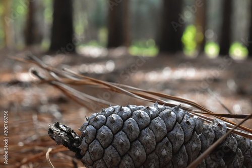 Pinecone on the forest floor
