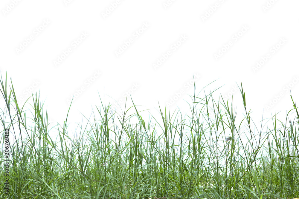 Grass isolated on white background. Grass isolated on white background.