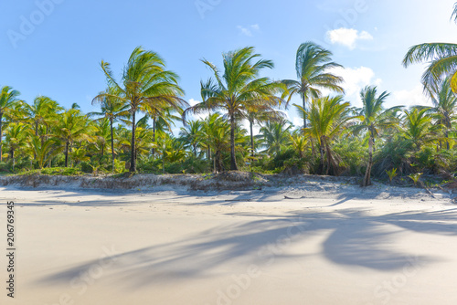 Coconut tree trunks on the beach day