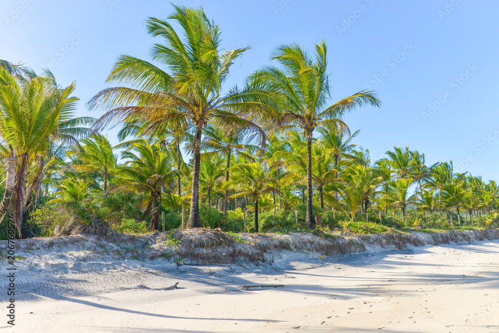 Coconut tree trunks on the beach day