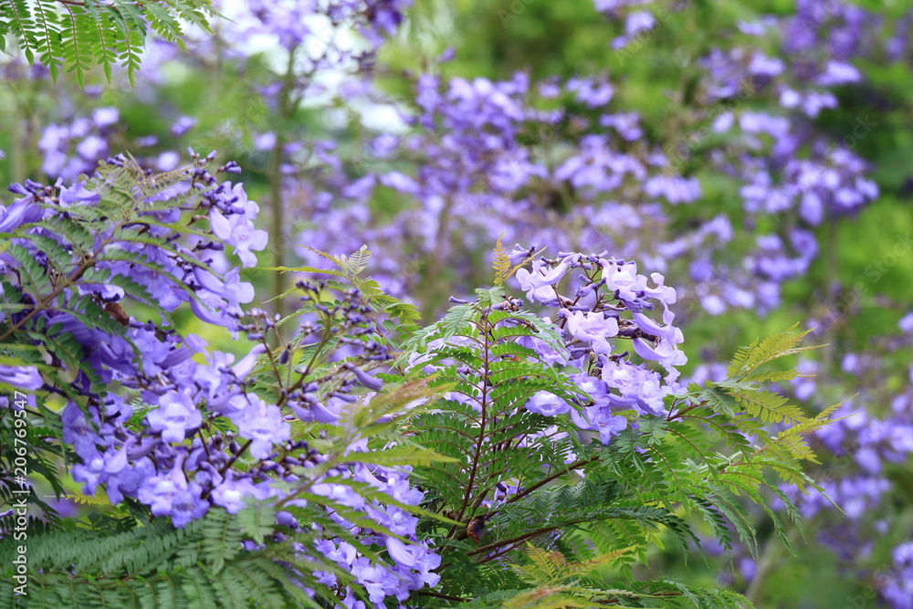 ジャカランダの花