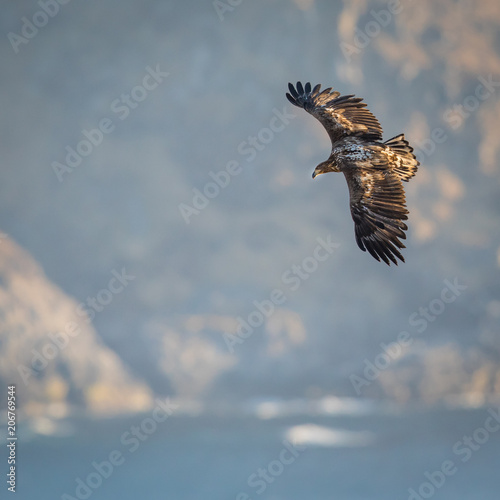 Fly like an eagle photo